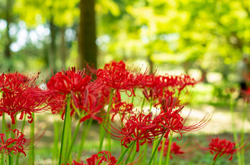 lycoris　曼殊沙華　ヒガンバナ