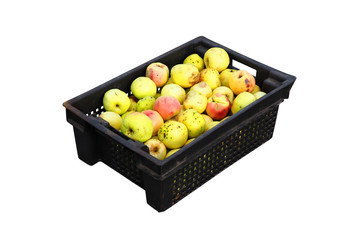 Black plastic box with fallen apples isolated on white background. Ripe apples in harvest box