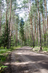 Fototapeta na wymiar road through the forest in summer in Sunny weather