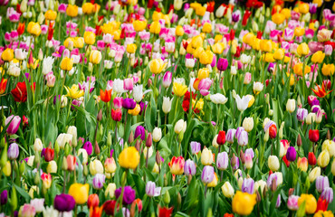 Beautiful bright colorful multicolored yellow, white, red, purple, pink blooming tulips on a large...