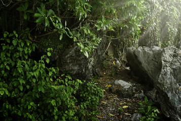 Deep tropical jungle landscape background