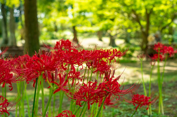 lycoris　曼殊沙華　ヒガンバナ