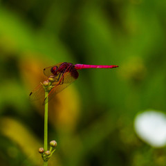 dragonfly on leaf