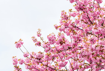 Spring everywhere. sakura blooming tree., natural floral background. beautiful spring flower. pink cherry tree flower. new life beginning. nature growth and waking up. womens day. mothers day holiday