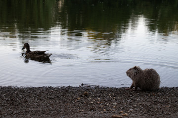 Nutria - Ratte - Riesenratte