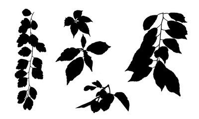 Fototapeta premium tree branch silhouette