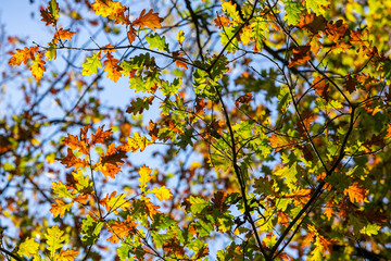 tree branches with yellow autumn leaves against the blue sky	