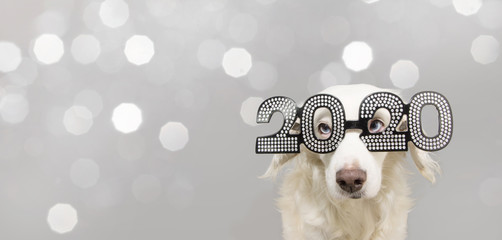 dog looks a goat celebrating chinese new year 2020. wearing text glasses. isolated on gray lights background.
