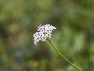flowers and natural green background bokeh 
