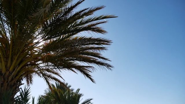 Palm tree in Thailand. sun shining in Thailand.