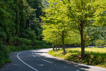 Fototapeta premium 並木道