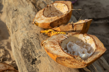 Golden coconuts lie on a log on a sand background.