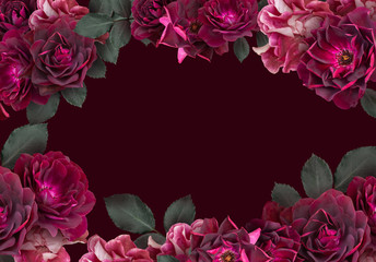 Marsala roses isolated on dark background. Frame floral banner, cover, header with copy space. Natural flowers wallpaper or greeting card.