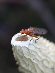 Snailkiller fly, Tetanocera phyllophora, feeding on common stinkhorn fungus, Phallus impudicus