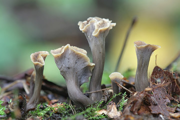 Pseudocraterellus pertenuis, a Chanterelle mushroom, wild fungi from Finland
