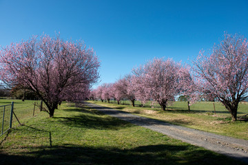 Fototapeta na wymiar Beautiful cherry blossom sakura in spring time over blue sky.