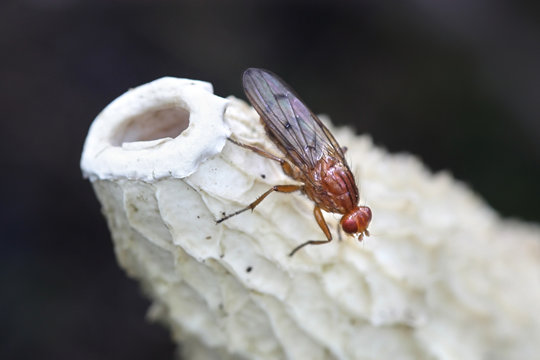 Snailkiller fly, Tetanocera phyllophora, feeding on common stinkhorn fungus, Phallus impudicus