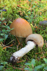 Cortinarius caperatus, known as the gypsy mushroom, wild edible mushrooms from Finland