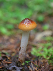 Cortinarius collinitus, known as the Blue-Girdled Webcap, wild mushroom from Finland