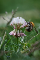 Macro photo of a honeybee on a blossom in summer in the garden
