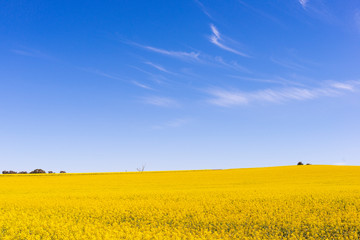 field of rapeseed with beautiful cloud - plant for green energy