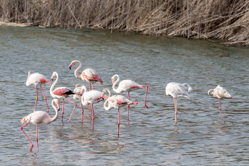 Great flamingos in the pond at Al Wathba Wetland Reserve in Abu Dhabi, UAE	