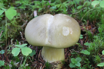 Tricholoma saponaceum, known as the soap-scented toadstool, soapy knight or soap tricholoma, wild mushroom from Finland