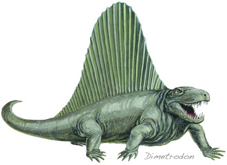 DIMETRODON A flesh-eating, early mammal-like reptile. About 11ft (3-5m) long. Background animal: Varanosaurus. Permian, about 250 million years ago. *No. 1 in a series of eight.*