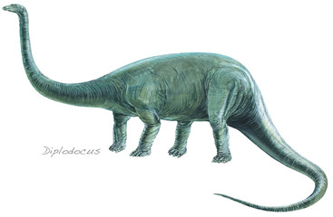 DIPLODOCUS. One of the longest of all dinosaurs, some reaching a length of 90ft (27m). Background: Rhamphorhynchus. Jurassic, about 170 - 135 million years ago. *No. 4 in a series of eight.*