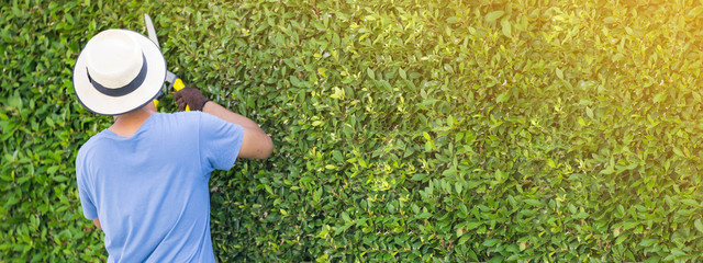 Man working in garden is pruning of ornamental trees at home in morning