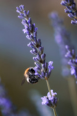 Macro photo of a honeybee on a blossom in summer in the garden