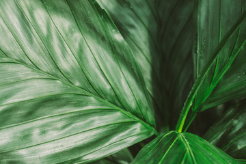 Close-up of green smooth plant leaves