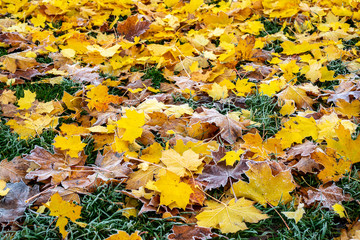 Frosty Autumn Leaves