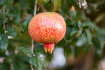 Granada, fruta del granado