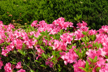 Beautiful pink flowers in the garden