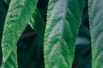 Close-up of green smooth plant leaves