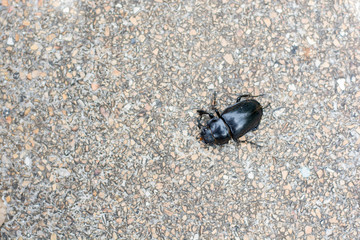 beetle on stone