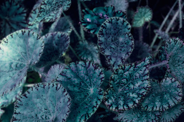 Fototapeta na wymiar Velvet green blue plant leaves heuchera