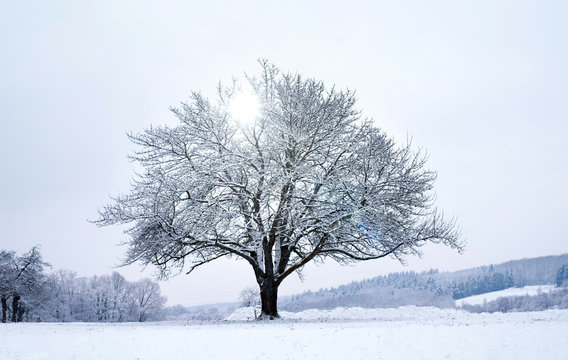 Frozen tree in the field. Snowy mountains on background. Icy cold winter in the forest. Frosty wood and ground. Freeze temperatures in nature.