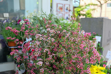 Garden full of colorful flowers growing wild all over in the country in Japan 