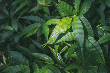 Fototapeta na wymiar Close-up of green smooth plant leaves