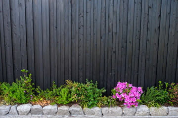 Fototapeta premium Background with green leaves of tree and pink flower on ground over wooden wall