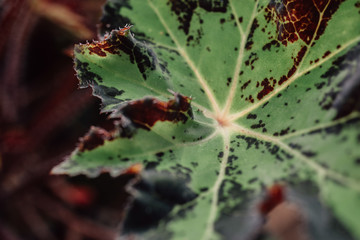 Velvet green blue plant leaves heuchera