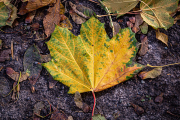 Looking down on a fallen leaf on the pavement