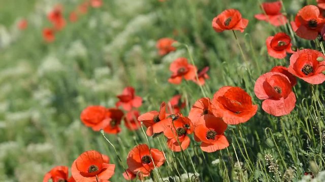 Blooming poppy field (Papaver Rhoeas) in the wind and bumble-bee flying 