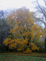 herbstlicher Baum