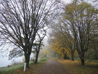 Morgennebel am Rhein