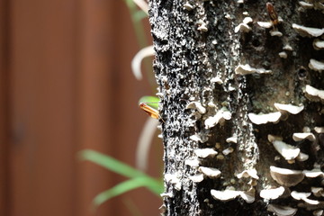 Soft, selective of insect on the tree trunk in sunny day.