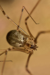 Pholcus phalangioides also known as the longbodied cellar spider.