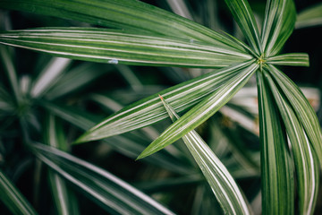 Green leaves with white stripes